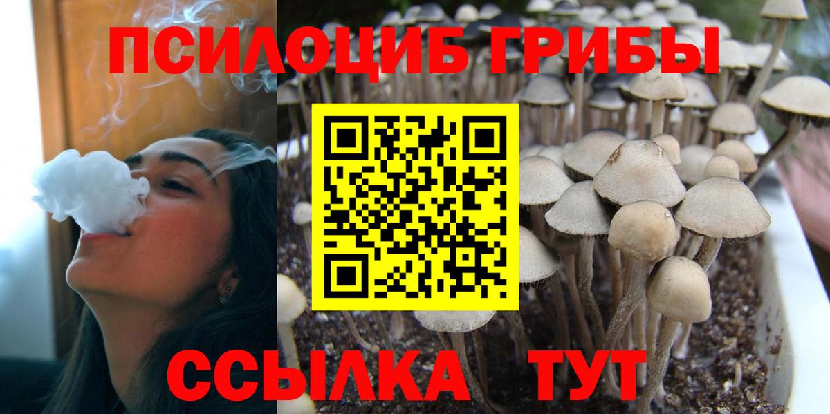 Галлюциногенные грибы Psilocybine cubensis Ковров